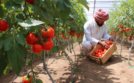 sampangi bio farms Handpicked,and Naturally Processed
