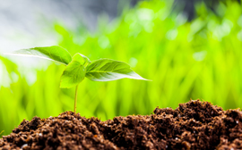 Sampangi bio farms Chemical free soil